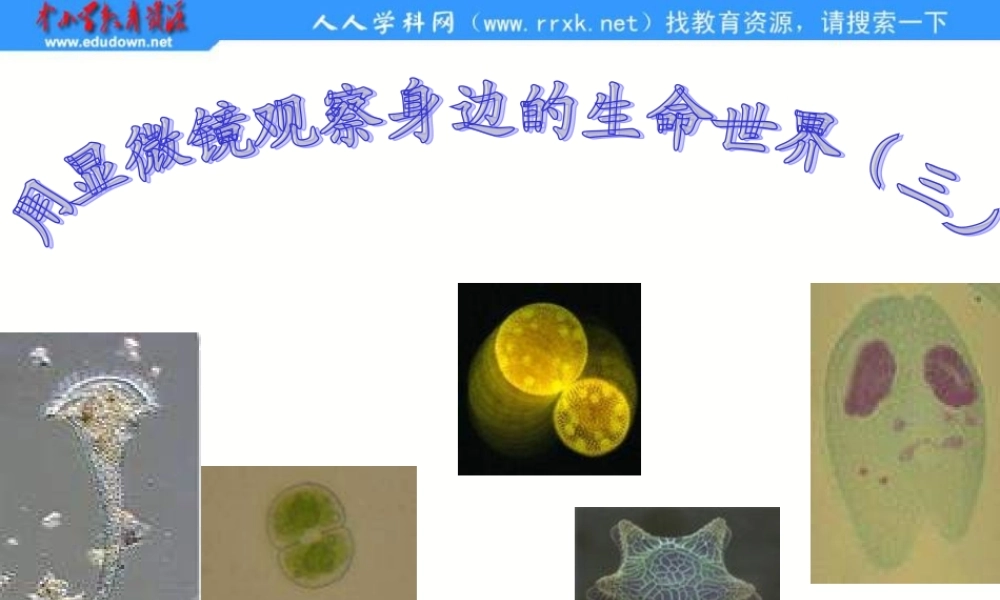 教科小学科学六下《1.7、用显微镜观察身边的生命世界（三）》PPT课件(2)【加微信公众号 jiaoxuewuyou 九折优惠 qq 1119139686】.ppt