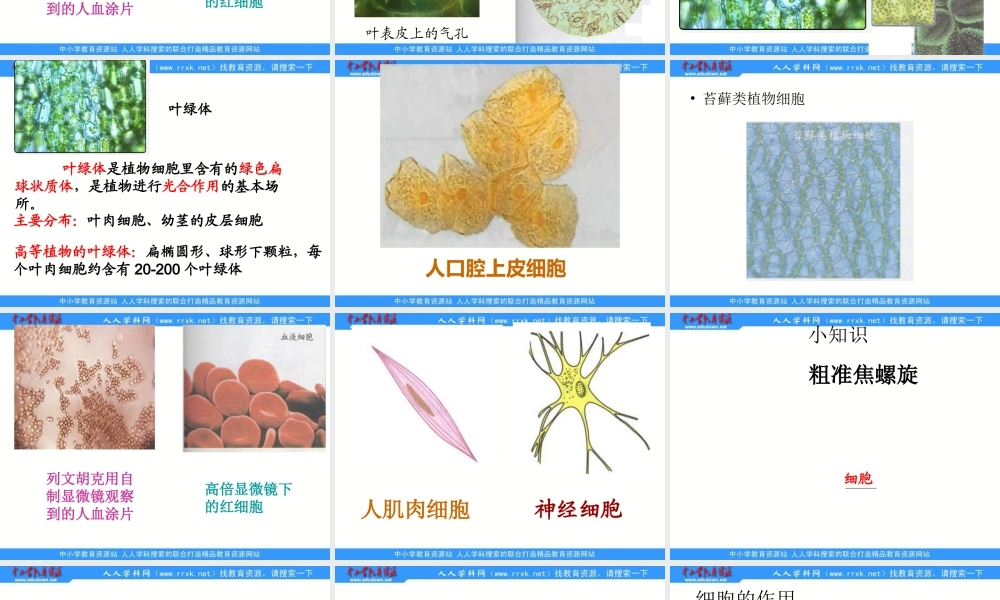 教科小学科学六下《1.6、用显微镜观察身边的生命世界（二）》PPT课件(1)【加微信公众号 jiaoxuewuyou 九折优惠 qq 1119139686】.ppt