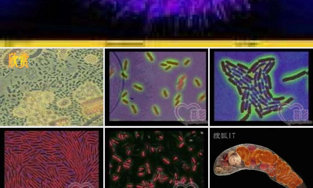 教科小学科学六下《1.7、用显微镜观察身边的生命世界（三）》PPT课件(4)【加微信公众号 jiaoxuewuyou 九折优惠 qq 1119139686】.ppt