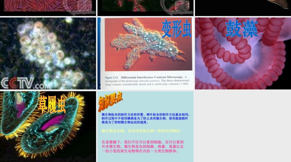 教科小学科学六下《1.7、用显微镜观察身边的生命世界（三）》PPT课件(4)【加微信公众号 jiaoxuewuyou 九折优惠 qq 1119139686】.ppt