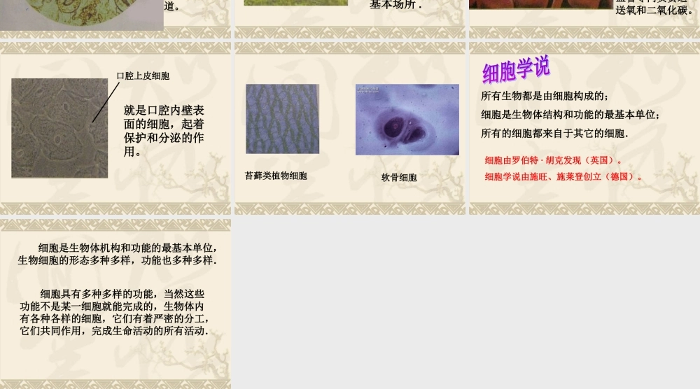 教科小学科学六下《1.7、用显微镜观察身边的生命世界（三）》PPT课件(7)【加微信公众号 jiaoxuewuyou 九折优惠 qq 1119139686】.ppt