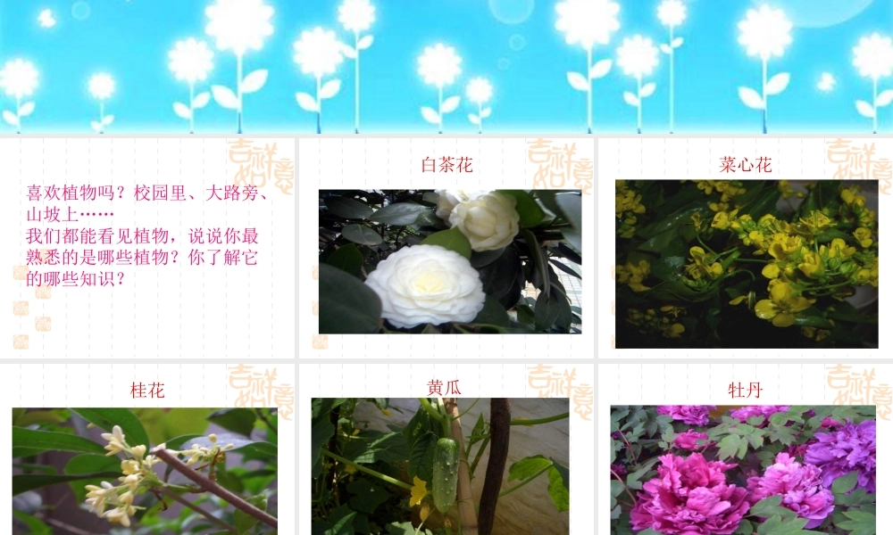 教科小学科学三上《1.1.我看到了什么》PPT课件(4)【加微信公众号 jiaoxuewuyou 九折优惠 qq 1119139686】.ppt