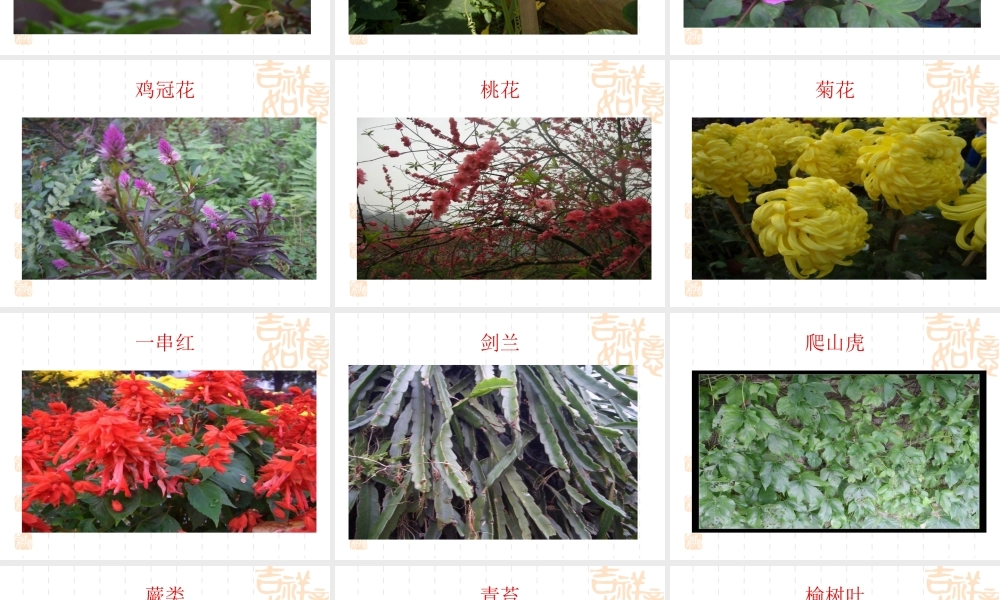 教科小学科学三上《1.1.我看到了什么》PPT课件(4)【加微信公众号 jiaoxuewuyou 九折优惠 qq 1119139686】.ppt