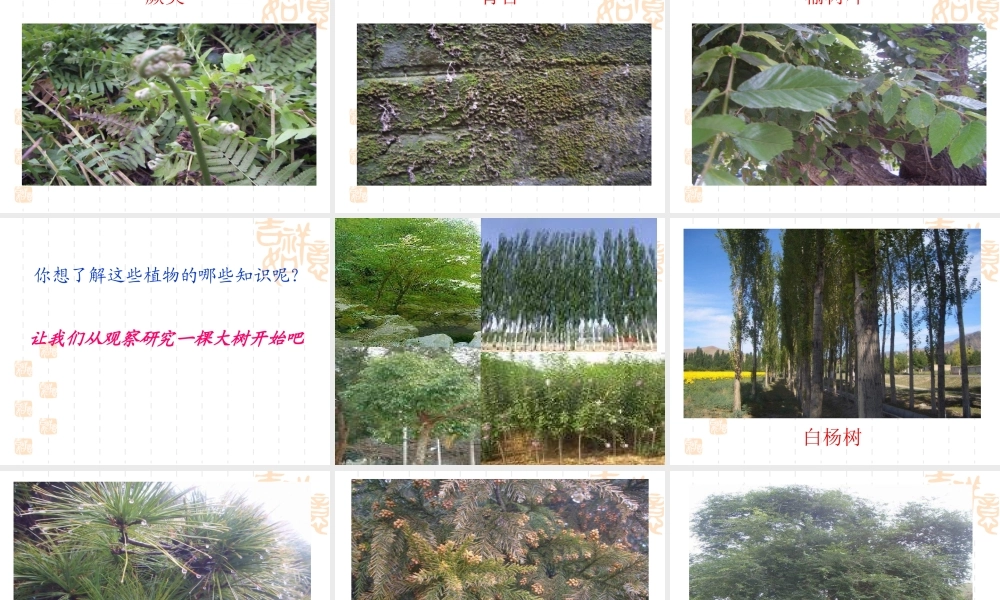 教科小学科学三上《1.1.我看到了什么》PPT课件(4)【加微信公众号 jiaoxuewuyou 九折优惠 qq 1119139686】.ppt