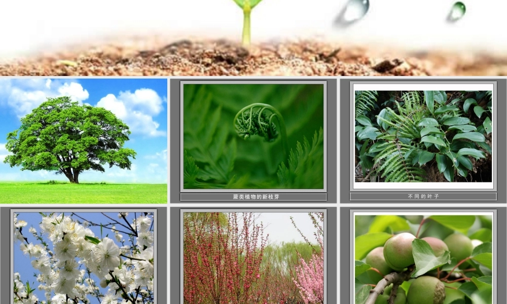 教科小学科学三上《1.1.我看到了什么》PPT课件(1)【加微信公众号 jiaoxuewuyou 九折优惠 qq 1119139686】.ppt