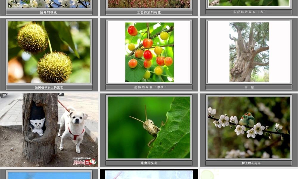 教科小学科学三上《1.1.我看到了什么》PPT课件(1)【加微信公众号 jiaoxuewuyou 九折优惠 qq 1119139686】.ppt