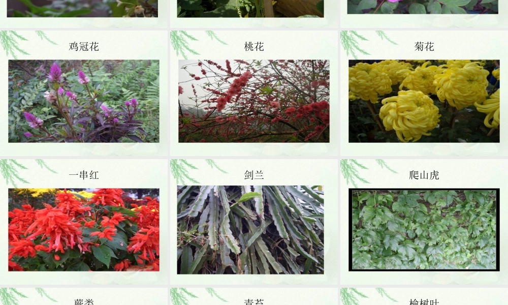 教科小学科学三上《1.1.我看到了什么》PPT课件(7)【加微信公众号 jiaoxuewuyou 九折优惠 qq 1119139686】.ppt