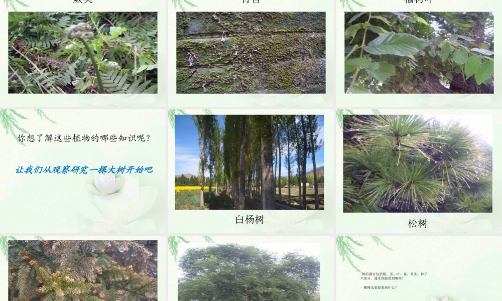 教科小学科学三上《1.1.我看到了什么》PPT课件(7)【加微信公众号 jiaoxuewuyou 九折优惠 qq 1119139686】.ppt