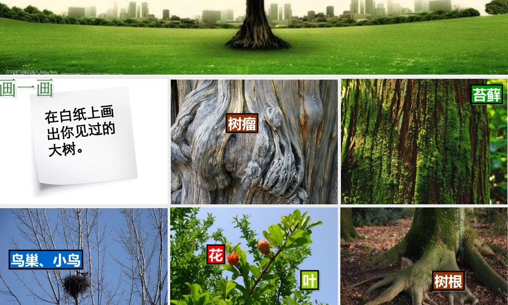 教科小学科学三上《1.1.我看到了什么》PPT课件(9)【加微信公众号 jiaoxuewuyou 九折优惠 qq 1119139686】.ppt