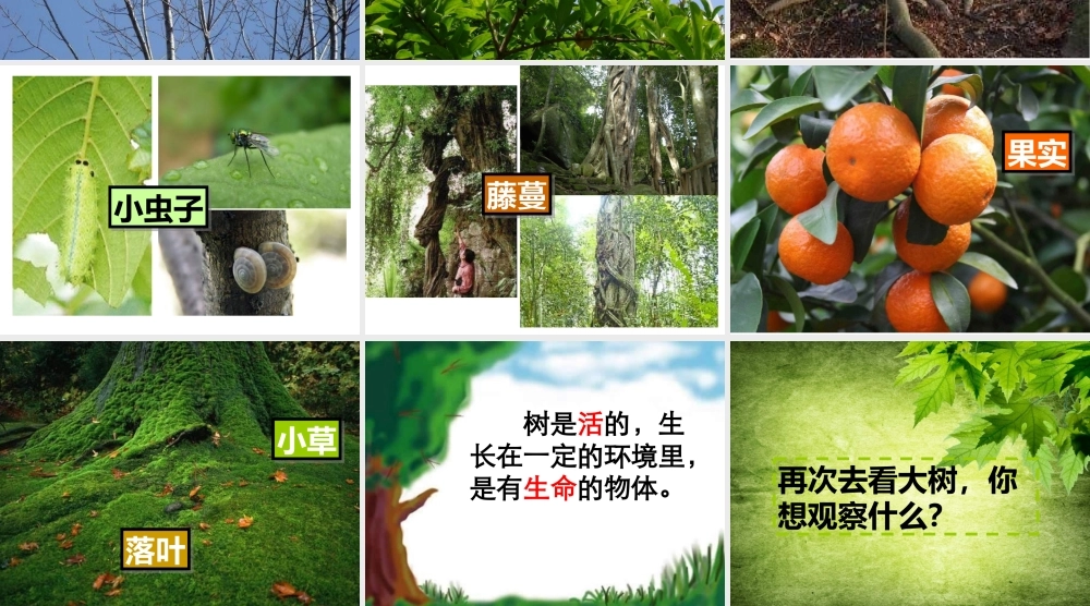 教科小学科学三上《1.1.我看到了什么》PPT课件(9)【加微信公众号 jiaoxuewuyou 九折优惠 qq 1119139686】.ppt