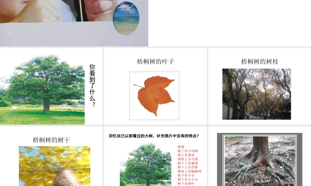 教科小学科学三上《1.1.我看到了什么》PPT课件(12)【加微信公众号 jiaoxuewuyou 九折优惠 qq 1119139686】.ppt