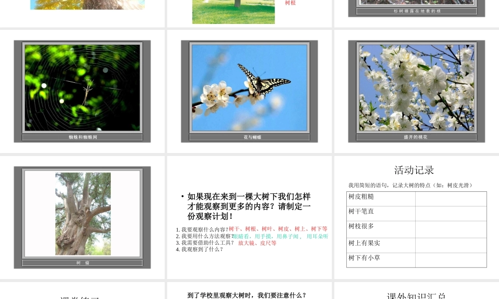 教科小学科学三上《1.1.我看到了什么》PPT课件(12)【加微信公众号 jiaoxuewuyou 九折优惠 qq 1119139686】.ppt