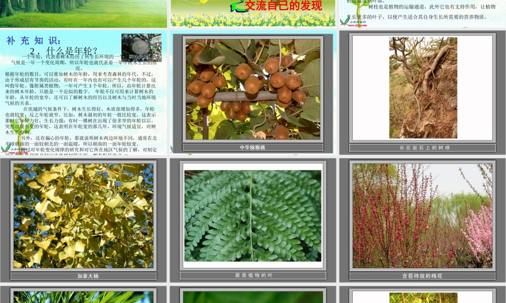 教科小学科学三上《1.1.我看到了什么》PPT课件(10)【加微信公众号 jiaoxuewuyou 九折优惠 qq 1119139686】.ppt