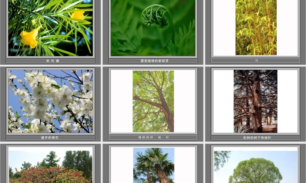 教科小学科学三上《1.1.我看到了什么》PPT课件(10)【加微信公众号 jiaoxuewuyou 九折优惠 qq 1119139686】.ppt