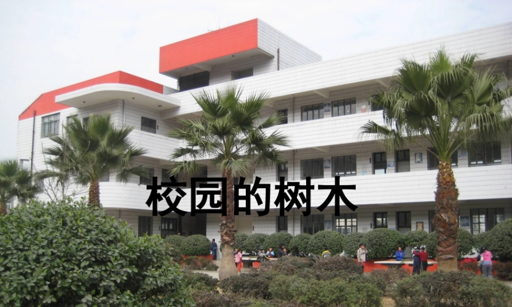 教科小学科学三上《1.2、校园的树木》PPT课件(6)【加微信公众号 jiaoxuewuyou 九折优惠 qq 1119139686】.ppt