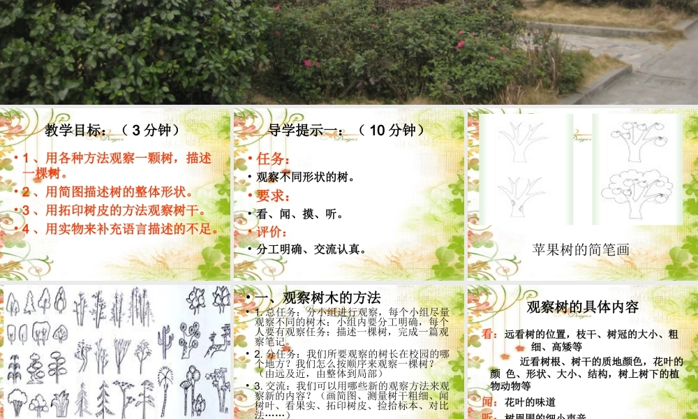 教科小学科学三上《1.2、校园的树木》PPT课件(6)【加微信公众号 jiaoxuewuyou 九折优惠 qq 1119139686】.ppt