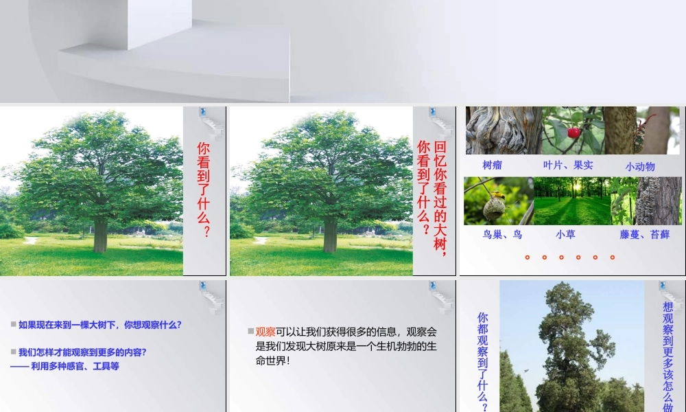 教科小学科学三上《1.1.我看到了什么》PPT课件(13)【加微信公众号 jiaoxuewuyou 九折优惠 qq 1119139686】.ppt