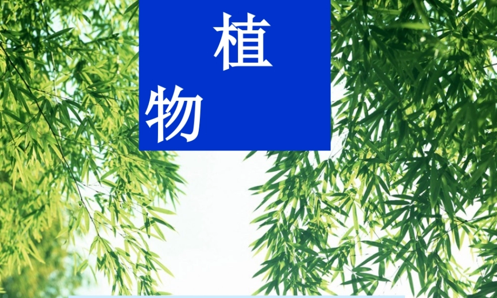 教科小学科学三上《1.1.我看到了什么》PPT课件(14)【加微信公众号 jiaoxuewuyou 九折优惠 qq 1119139686】.ppt