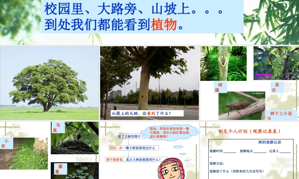 教科小学科学三上《1.1.我看到了什么》PPT课件(14)【加微信公众号 jiaoxuewuyou 九折优惠 qq 1119139686】.ppt