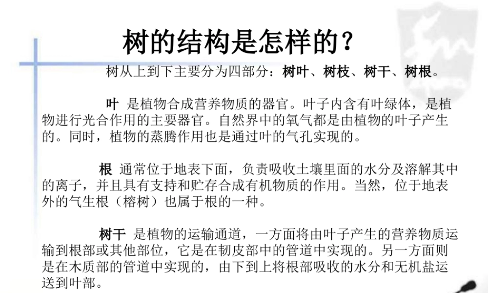 教科小学科学三上《1.2、校园的树木》PPT课件(10)【加微信公众号 jiaoxuewuyou 九折优惠 qq 1119139686】.ppt