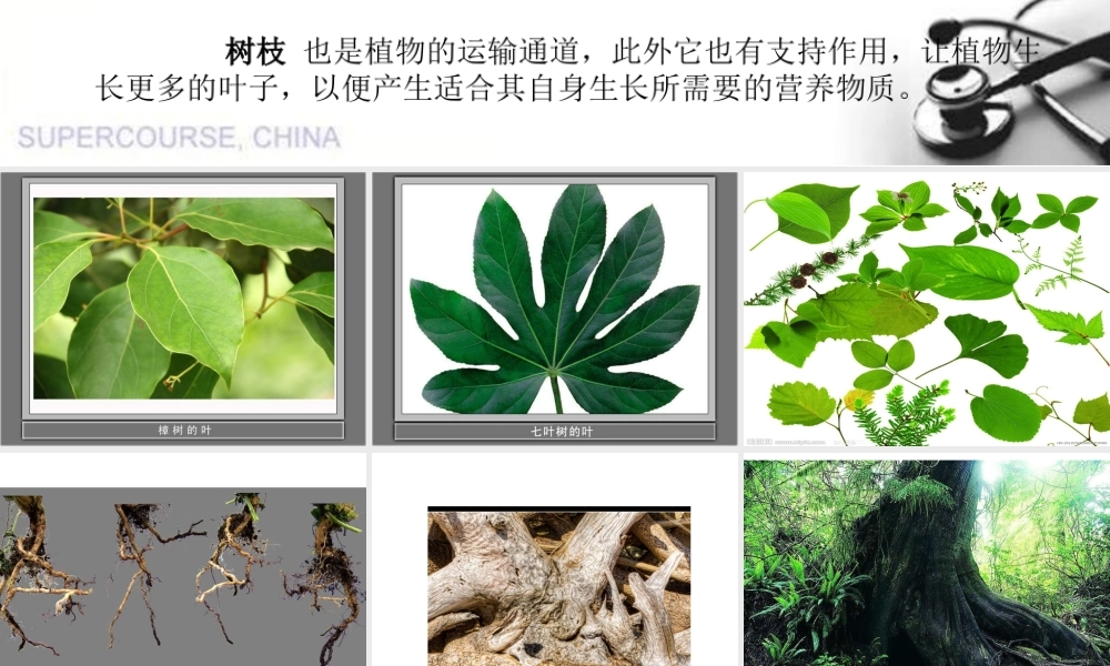 教科小学科学三上《1.2、校园的树木》PPT课件(10)【加微信公众号 jiaoxuewuyou 九折优惠 qq 1119139686】.ppt