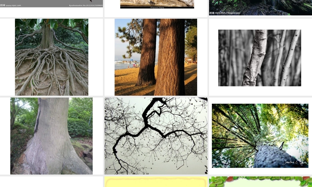 教科小学科学三上《1.2、校园的树木》PPT课件(10)【加微信公众号 jiaoxuewuyou 九折优惠 qq 1119139686】.ppt