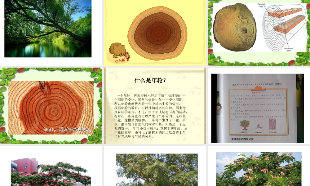 教科小学科学三上《1.2、校园的树木》PPT课件(10)【加微信公众号 jiaoxuewuyou 九折优惠 qq 1119139686】.ppt