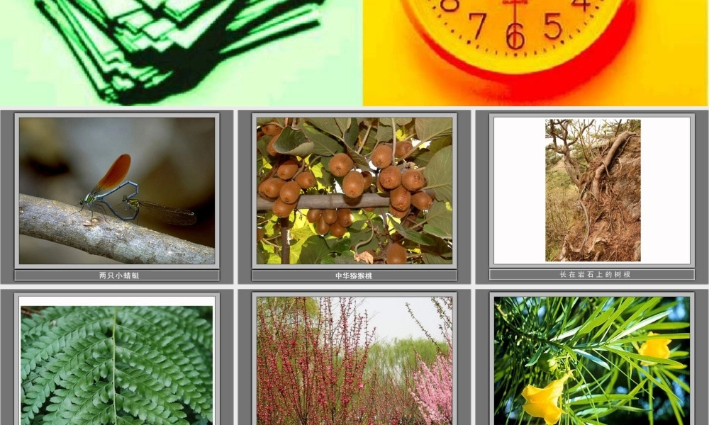 教科小学科学三上《1.1.我看到了什么》PPT课件(16)【加微信公众号 jiaoxuewuyou 九折优惠 qq 1119139686】.ppt