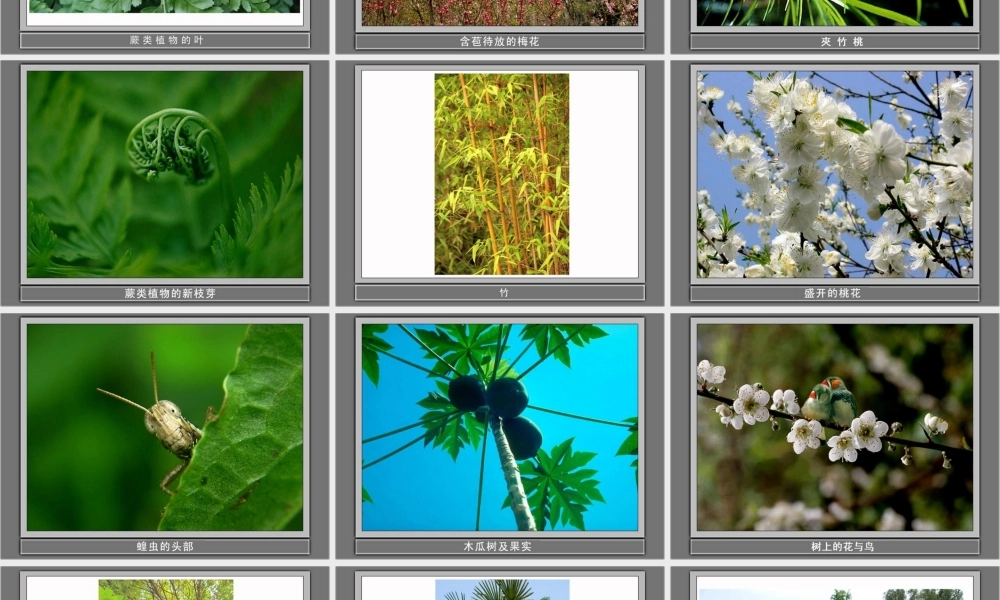 教科小学科学三上《1.1.我看到了什么》PPT课件(16)【加微信公众号 jiaoxuewuyou 九折优惠 qq 1119139686】.ppt