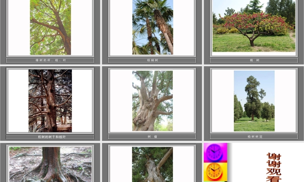 教科小学科学三上《1.1.我看到了什么》PPT课件(16)【加微信公众号 jiaoxuewuyou 九折优惠 qq 1119139686】.ppt