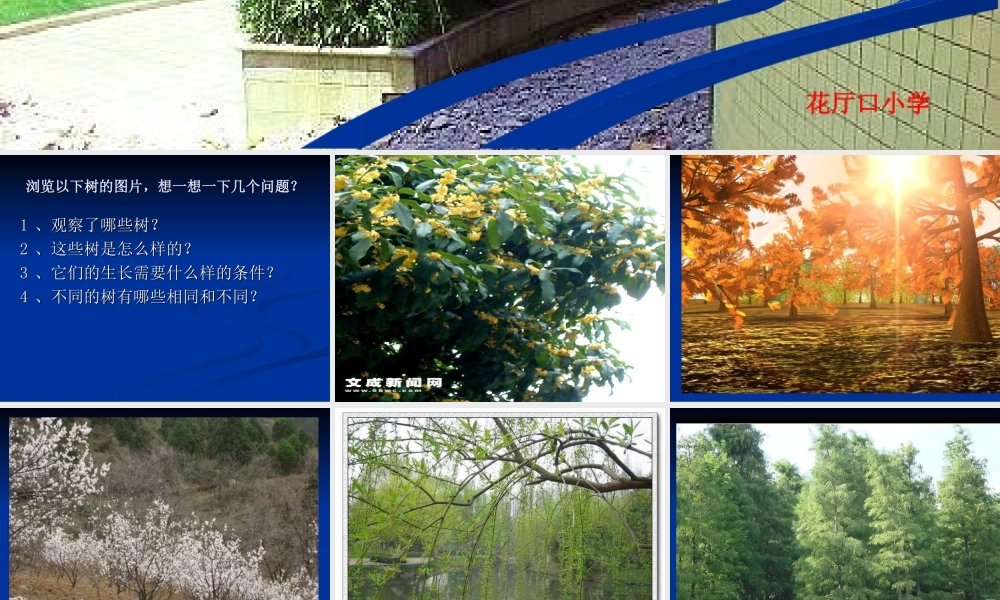 教科小学科学三上《1.2、校园的树木》PPT课件(4)【加微信公众号 jiaoxuewuyou 九折优惠 qq 1119139686】.ppt