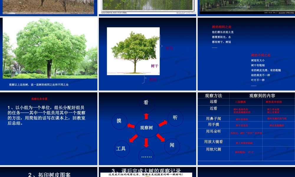 教科小学科学三上《1.2、校园的树木》PPT课件(4)【加微信公众号 jiaoxuewuyou 九折优惠 qq 1119139686】.ppt