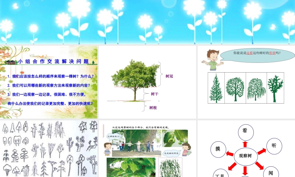 教科小学科学三上《1.2、校园的树木》PPT课件(12)【加微信公众号 jiaoxuewuyou 九折优惠 qq 1119139686】.ppt