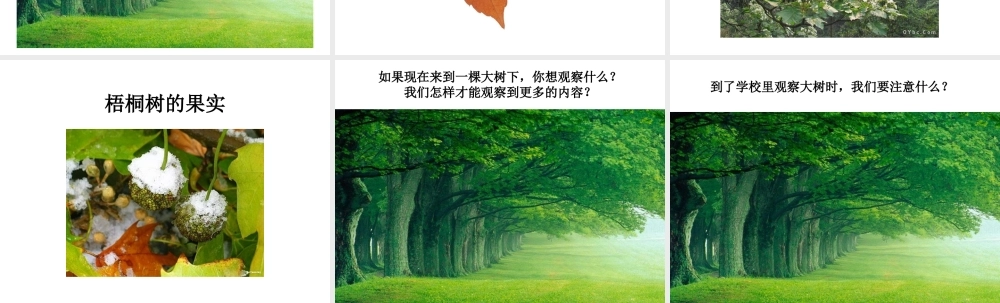 教科小学科学三上《1.1.我看到了什么》PPT课件(11)【加微信公众号 jiaoxuewuyou 九折优惠 qq 1119139686】.ppt