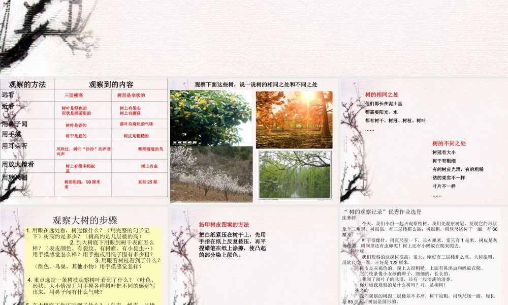 教科小学科学三上《1.2、校园的树木》PPT课件(7)【加微信公众号 jiaoxuewuyou 九折优惠 qq 1119139686】.ppt