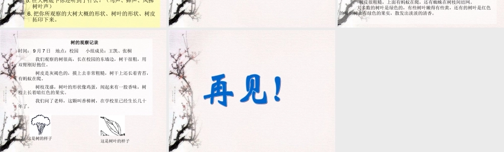 教科小学科学三上《1.2、校园的树木》PPT课件(7)【加微信公众号 jiaoxuewuyou 九折优惠 qq 1119139686】.ppt