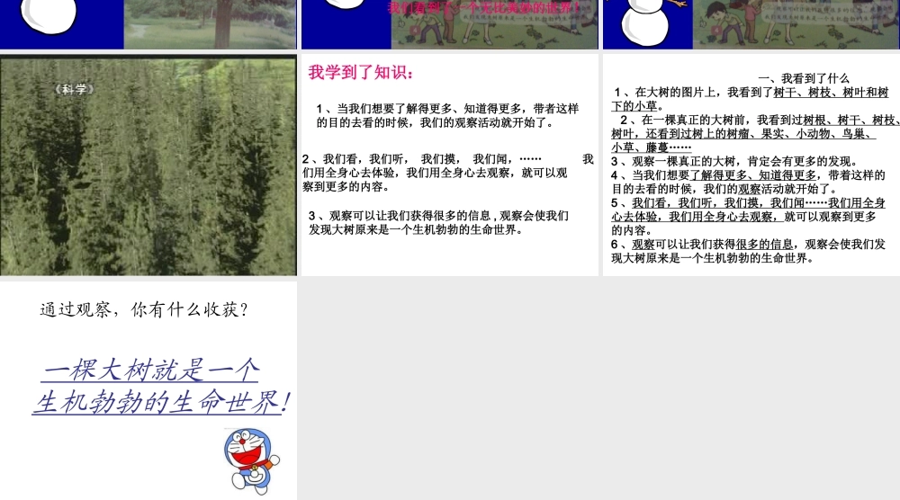 教科小学科学三上《1.1.我看到了什么》PPT课件(15)【加微信公众号 jiaoxuewuyou 九折优惠 qq 1119139686】.ppt