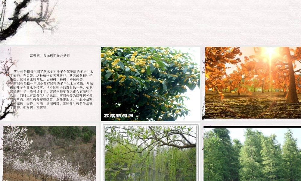 教科小学科学三上《1.2、校园的树木》PPT课件(1)【加微信公众号 jiaoxuewuyou 九折优惠 qq 1119139686】.ppt