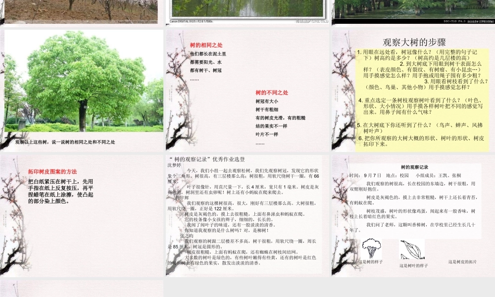 教科小学科学三上《1.2、校园的树木》PPT课件(1)【加微信公众号 jiaoxuewuyou 九折优惠 qq 1119139686】.ppt