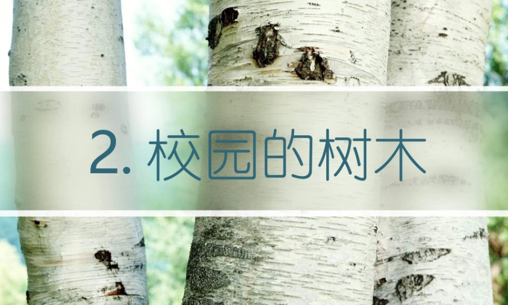 教科小学科学三上《1.2、校园的树木》PPT课件(11)【加微信公众号 jiaoxuewuyou 九折优惠 qq 1119139686】.ppt