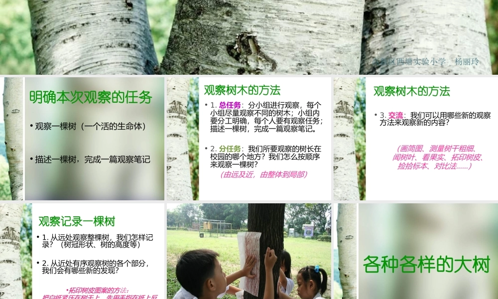 教科小学科学三上《1.2、校园的树木》PPT课件(11)【加微信公众号 jiaoxuewuyou 九折优惠 qq 1119139686】.ppt