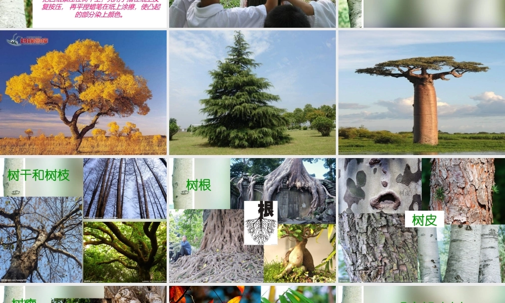 教科小学科学三上《1.2、校园的树木》PPT课件(11)【加微信公众号 jiaoxuewuyou 九折优惠 qq 1119139686】.ppt