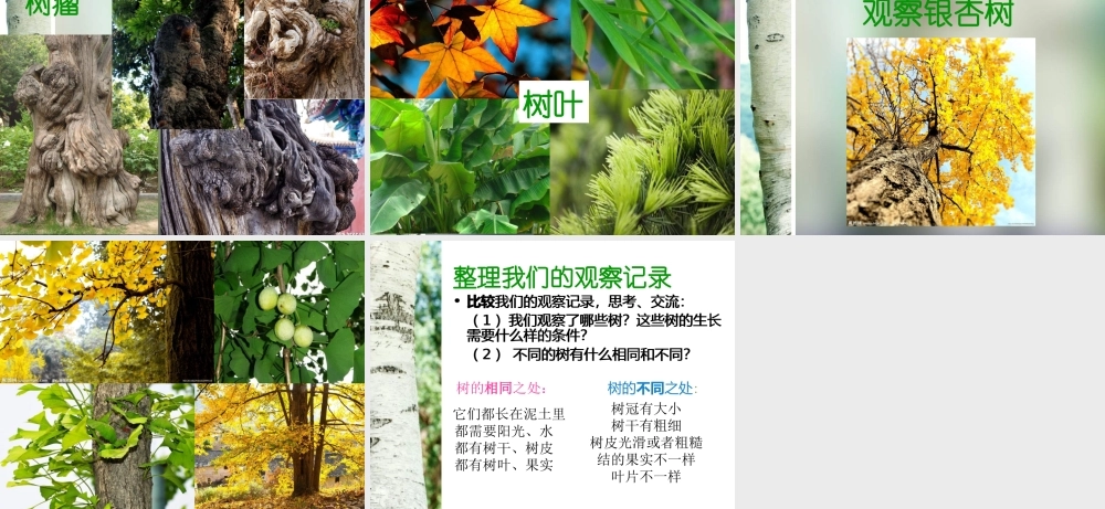 教科小学科学三上《1.2、校园的树木》PPT课件(11)【加微信公众号 jiaoxuewuyou 九折优惠 qq 1119139686】.ppt