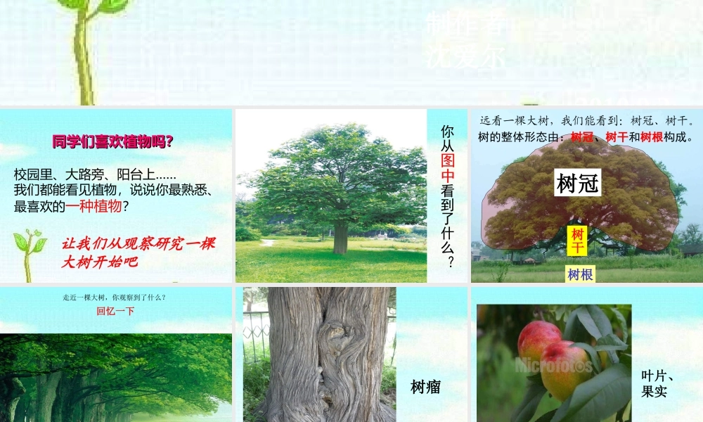 教科小学科学三上《1.1.我看到了什么》PPT课件(17)【加微信公众号 jiaoxuewuyou 九折优惠 qq 1119139686】.ppt