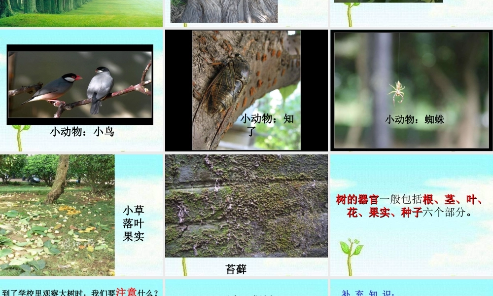 教科小学科学三上《1.1.我看到了什么》PPT课件(17)【加微信公众号 jiaoxuewuyou 九折优惠 qq 1119139686】.ppt