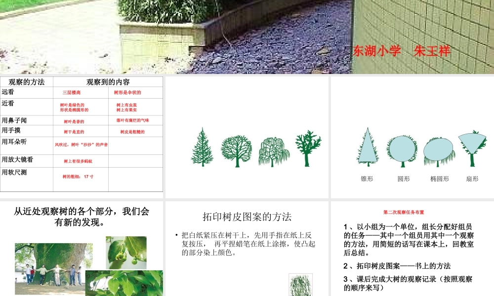 教科小学科学三上《1.2、校园的树木》PPT课件(3)【加微信公众号 jiaoxuewuyou 九折优惠 qq 1119139686】.ppt