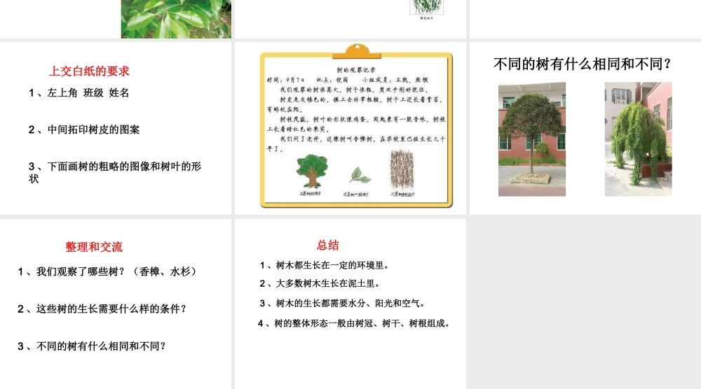教科小学科学三上《1.2、校园的树木》PPT课件(3)【加微信公众号 jiaoxuewuyou 九折优惠 qq 1119139686】.ppt