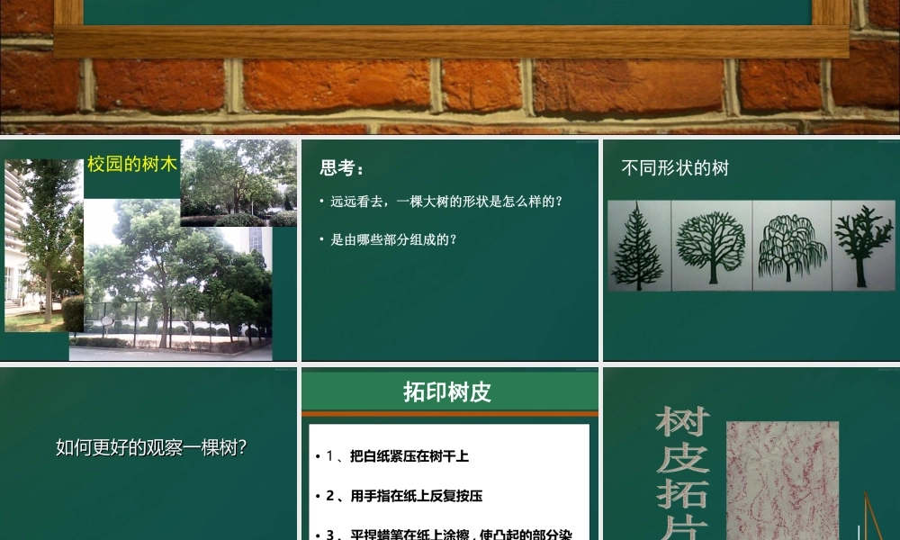 教科小学科学三上《1.2、校园的树木》PPT课件(13)【加微信公众号 jiaoxuewuyou 九折优惠 qq 1119139686】.ppt