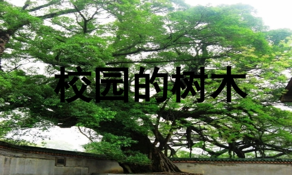 教科小学科学三上《1.2、校园的树木》PPT课件(8)【加微信公众号 jiaoxuewuyou 九折优惠 qq 1119139686】.ppt