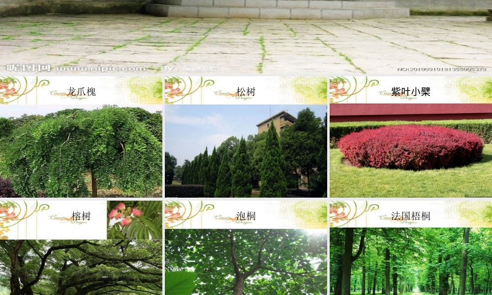 教科小学科学三上《1.2、校园的树木》PPT课件(8)【加微信公众号 jiaoxuewuyou 九折优惠 qq 1119139686】.ppt